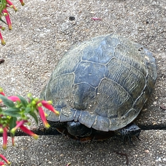 FOLLOW THE JONESES TO 400K! - Picture 16 of 16